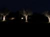Tre ulivi in un giardino di notte illuminati da dei faretti
