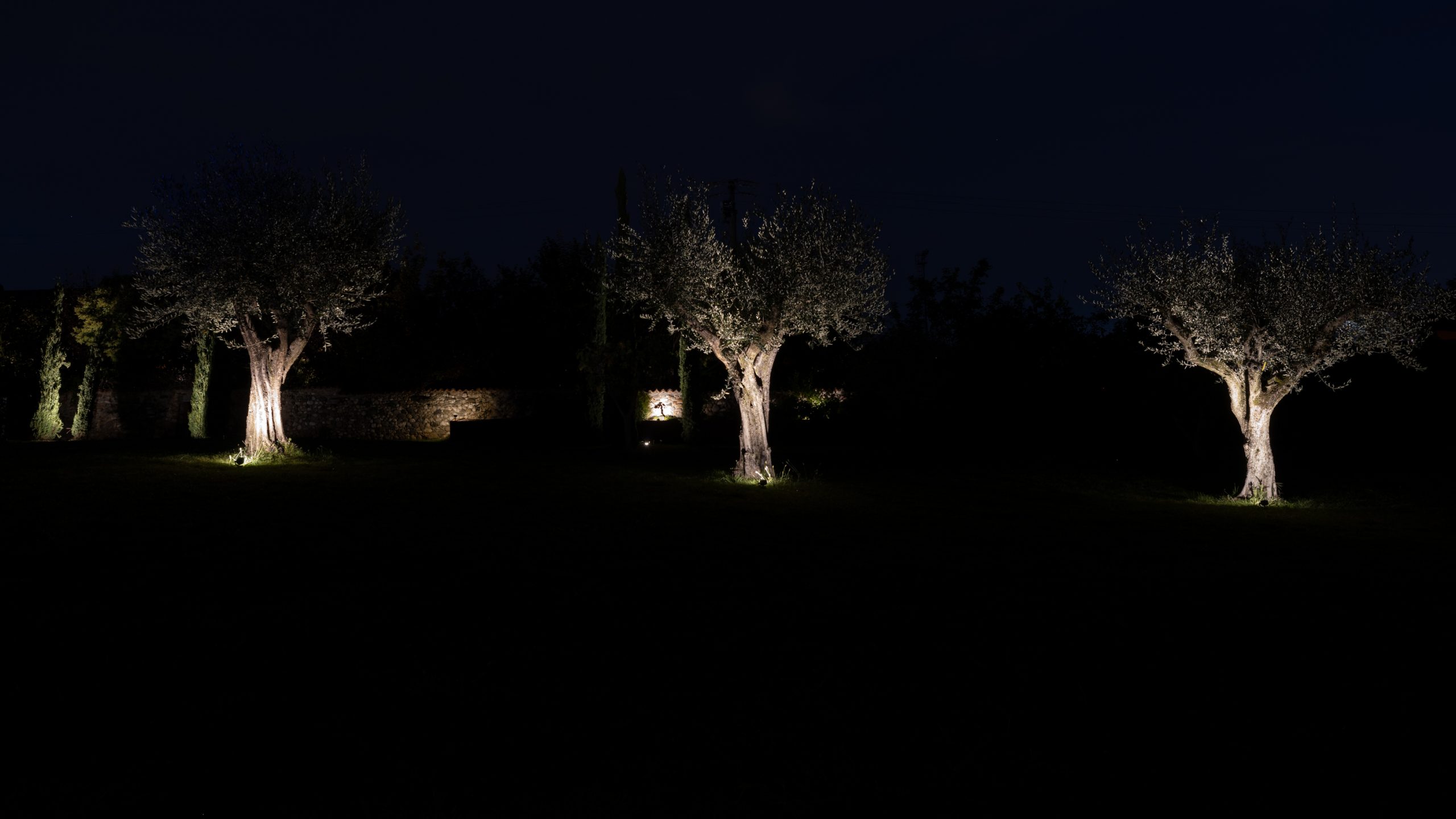 Tre ulivi in un giardino di notte illuminati da dei faretti