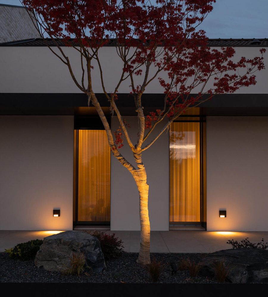 Pianta in un giardino di un'abitazione 